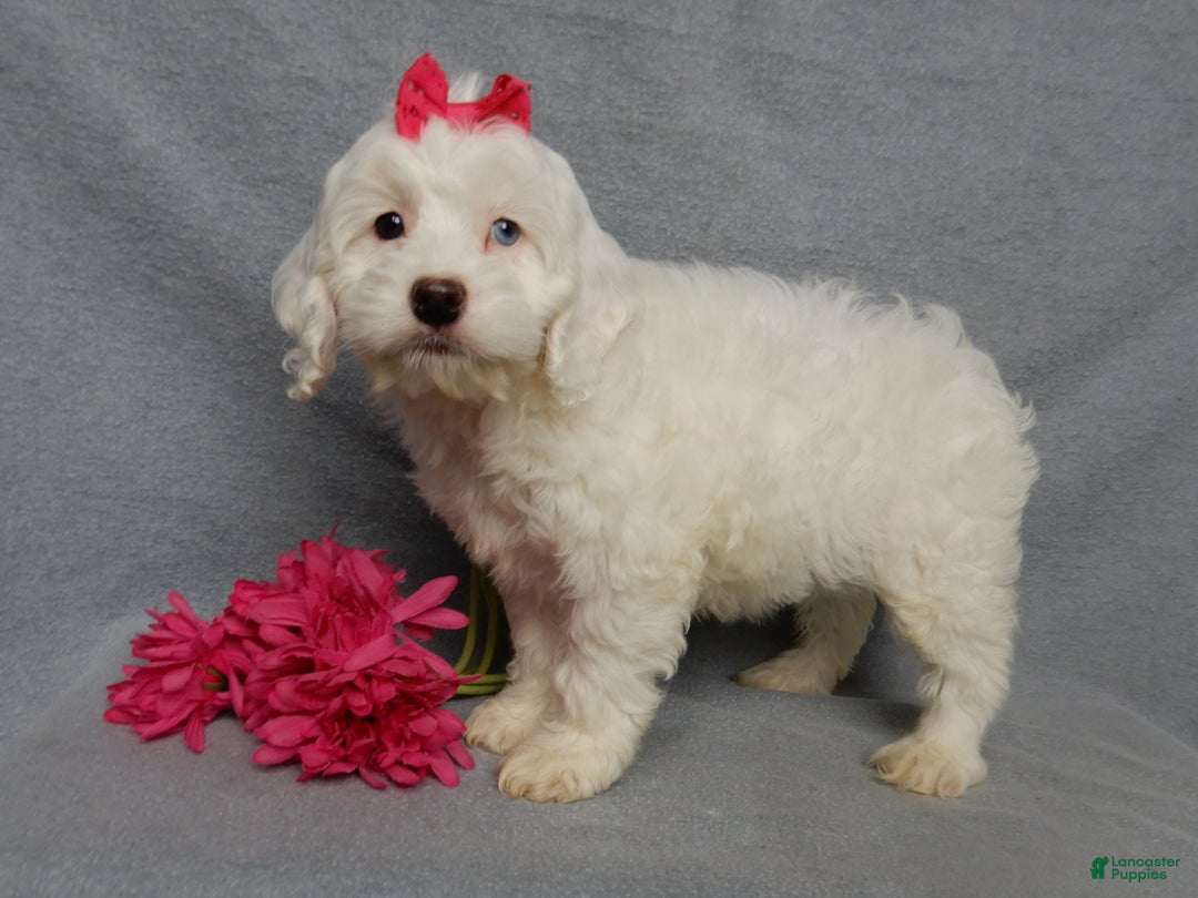 Cockapoo dogs for sale: Piper - Ad 2