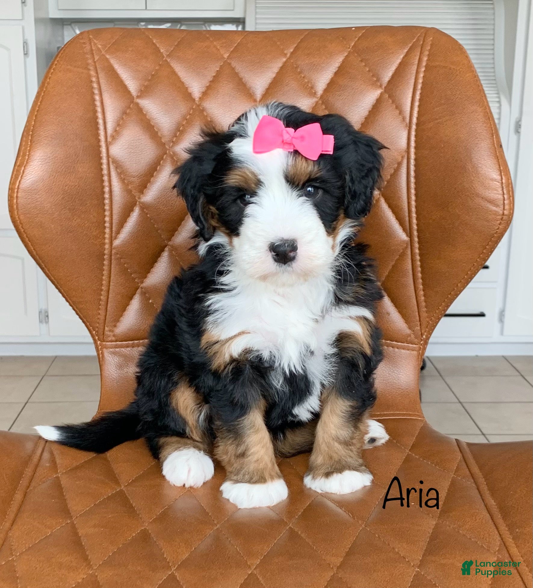 Bernedoodle dogs Aria - Ad 1