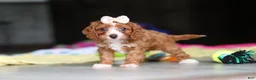 Cavapoo dogs for sale: Dolly - Ad 6