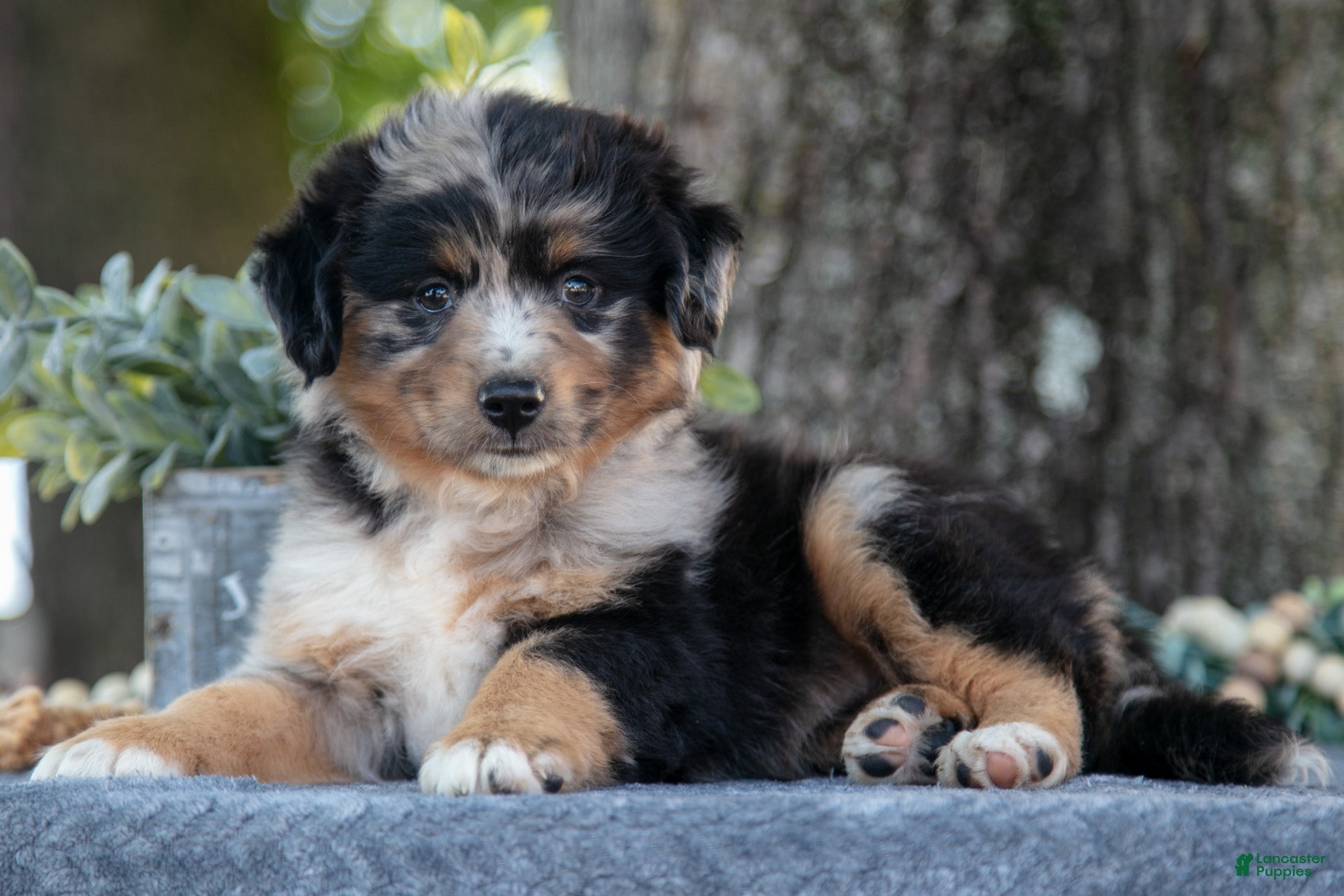Miniature Australian Shepherd dogs April - Ad 39