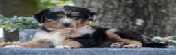 Miniature Australian Shepherd dogs for sale: April - Ad 1