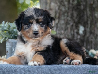 Miniature Australian Shepherd dogs April - Ad 27