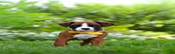 Boxer dogs for sale: Scooter - Ad 8