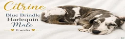 Great Dane dogs for sale: Citrine - Ad 2