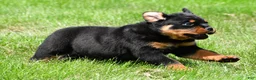 Rottweiler dogs for sale: virginia - Ad 6