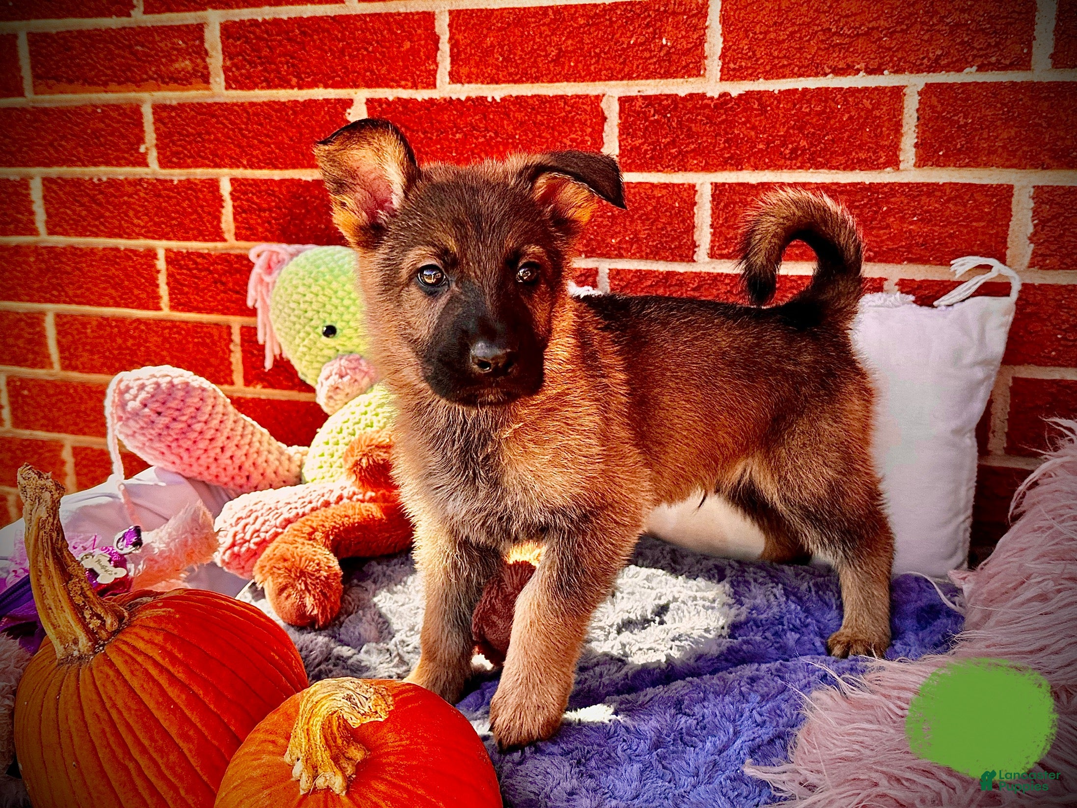 German Shepherd dogs RABBIT - Ad 9