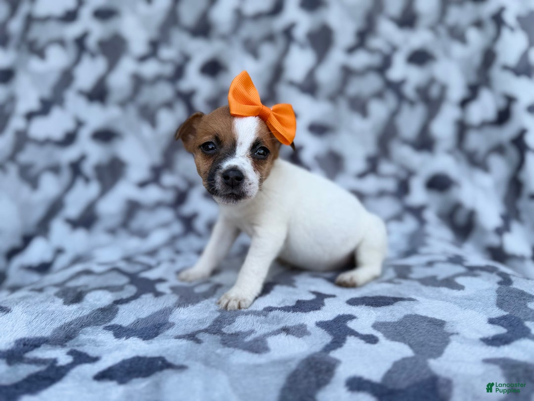 Jack Russell Terrier dogs for sale: Blakeleigh - Ad 3