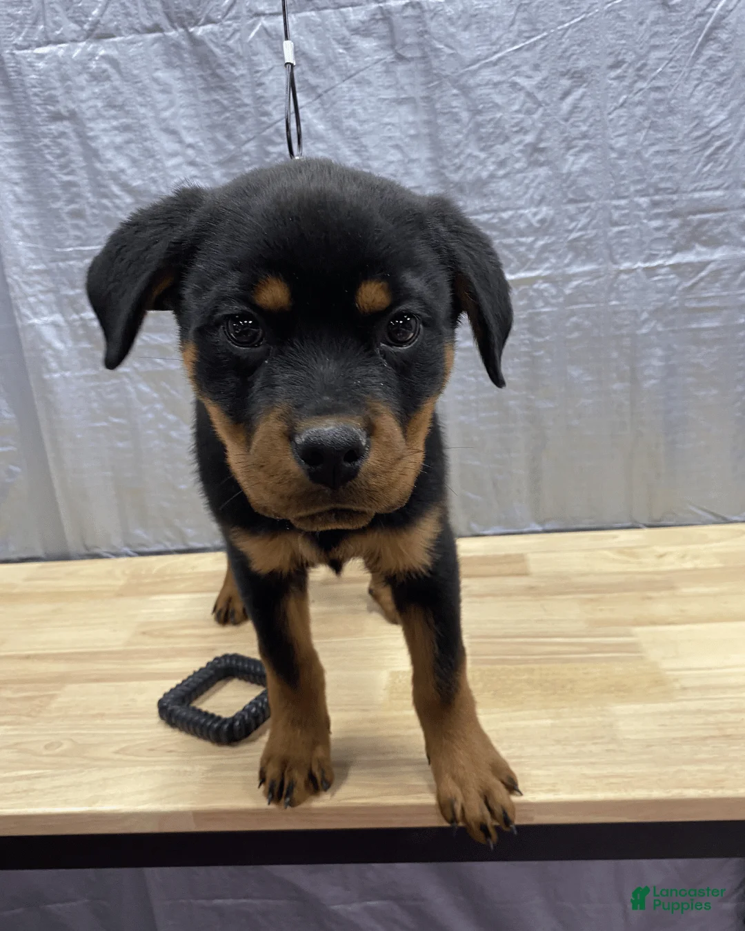 Rottweiler dogs for sale: Rottweiler Puppy- Purple - Ad 4