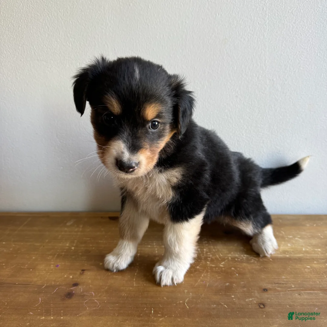 Mixed Breed dogs for sale: Stan - Ad 3