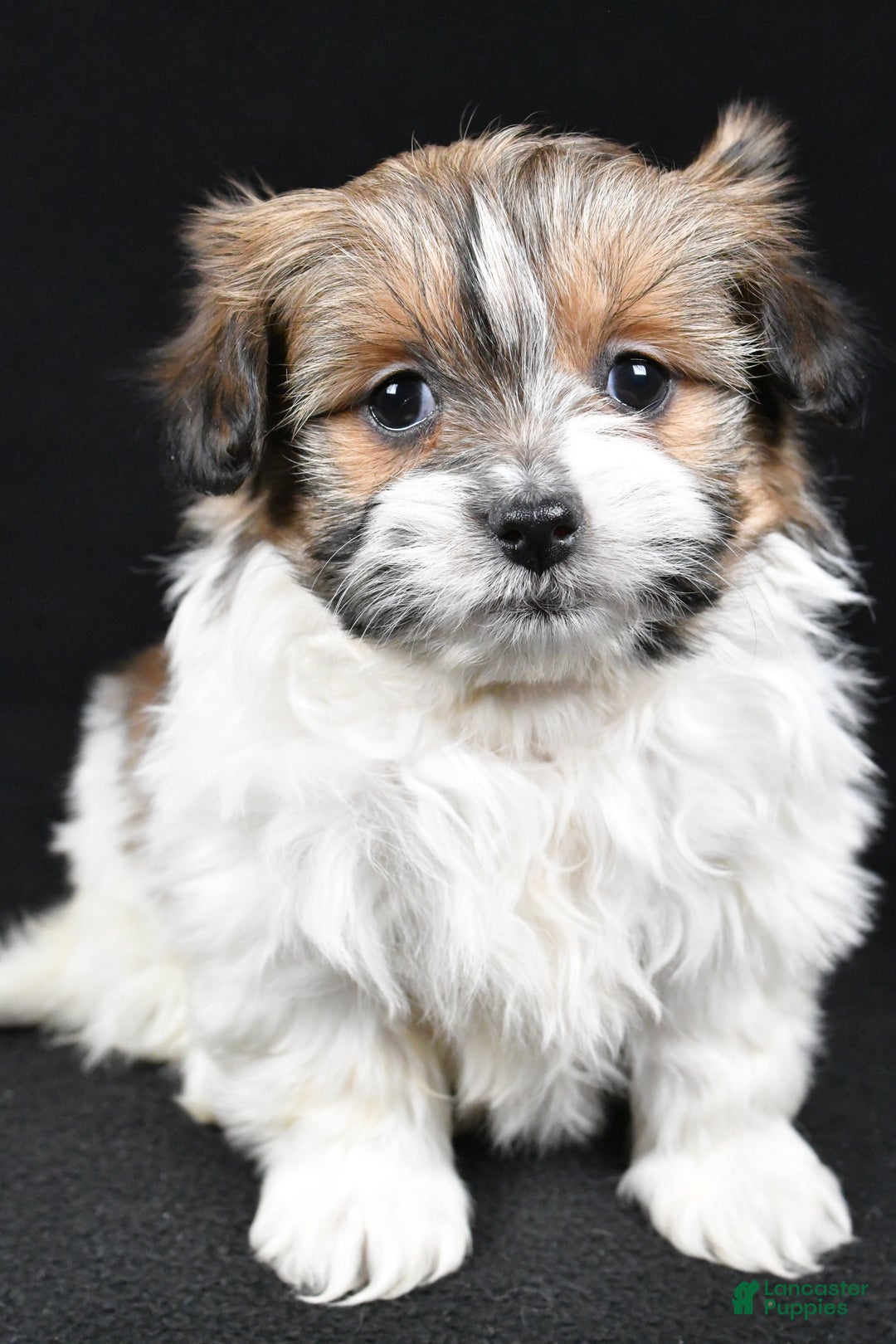 Mixed Breed dogs for sale: Amber - Ad 6