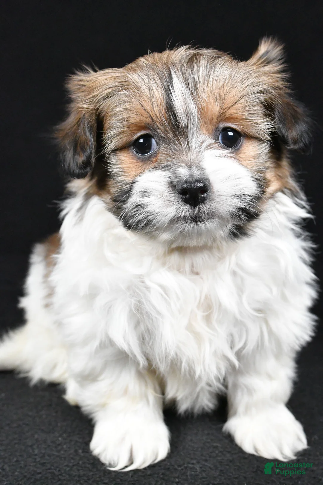 Mixed Breed dogs for sale: Amber - Ad 6