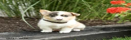 Welsh Corgi Pembroke dogs for sale: Popsicle - Ad 3