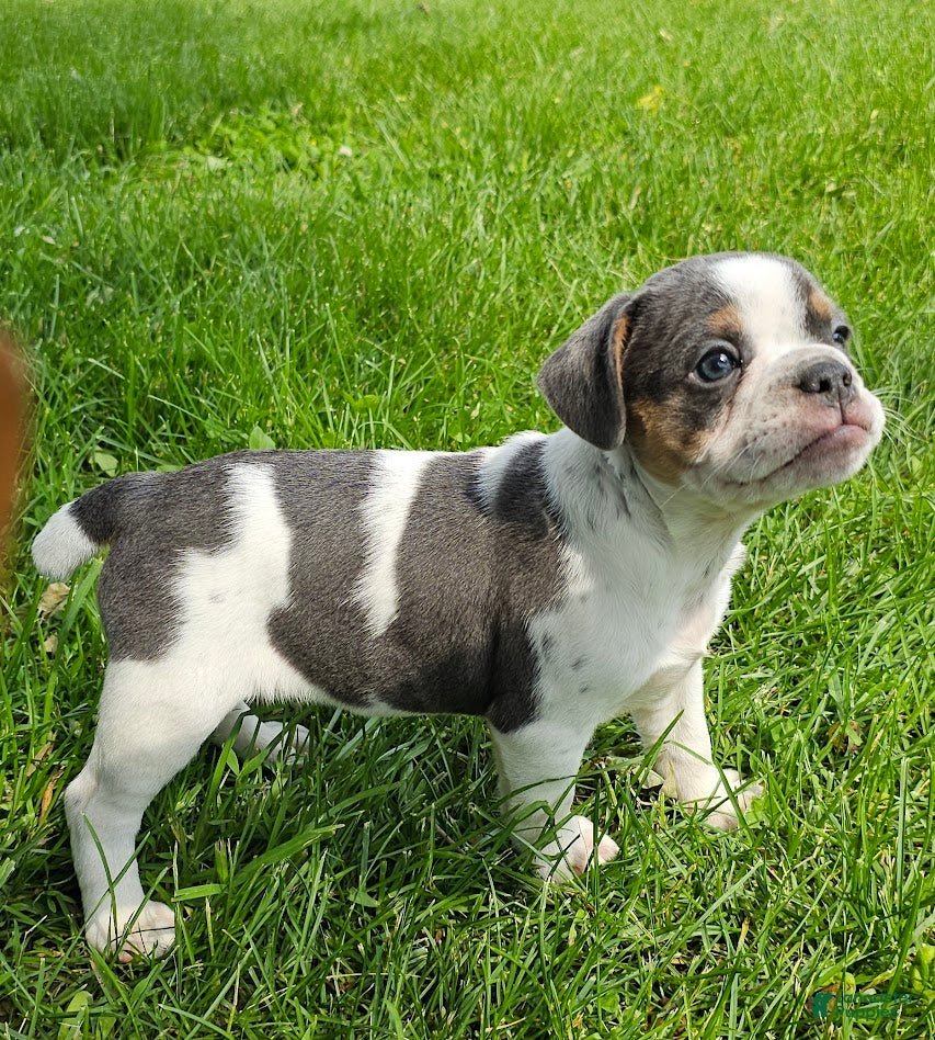 Mixed Breed dogs Spot - Ad 38