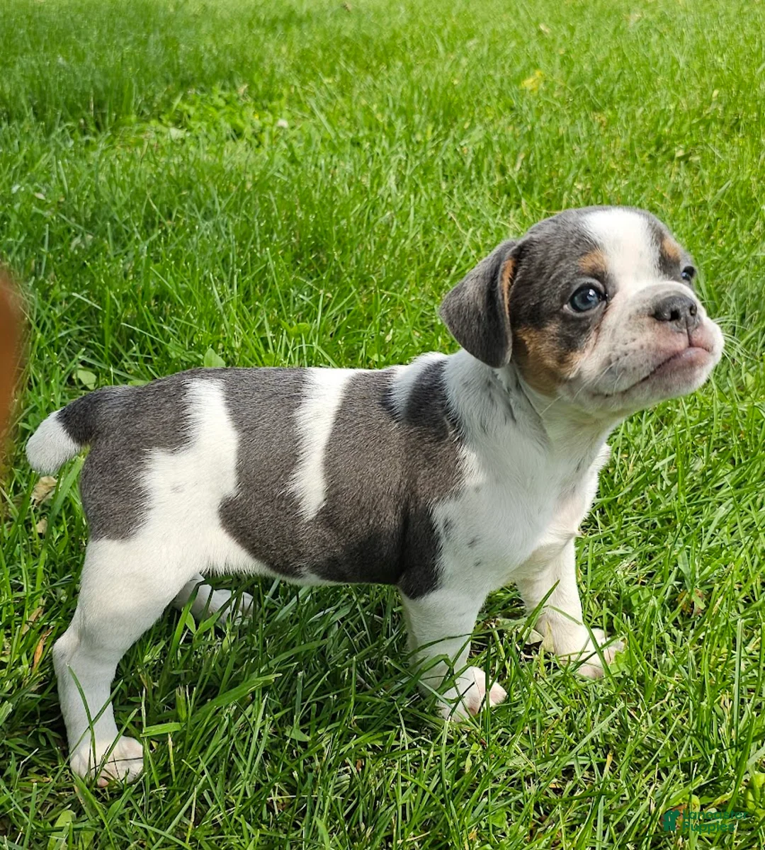 Mixed Breed dogs for sale: Spot - Ad 1
