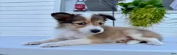 Shetland Sheepdog dogs for sale: Jasper - Ad 1
