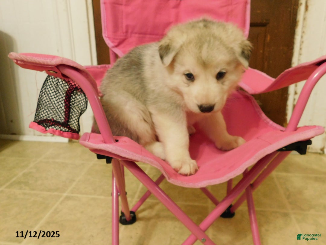 German Shepherd dogs for sale: Sparkle - Ad 1