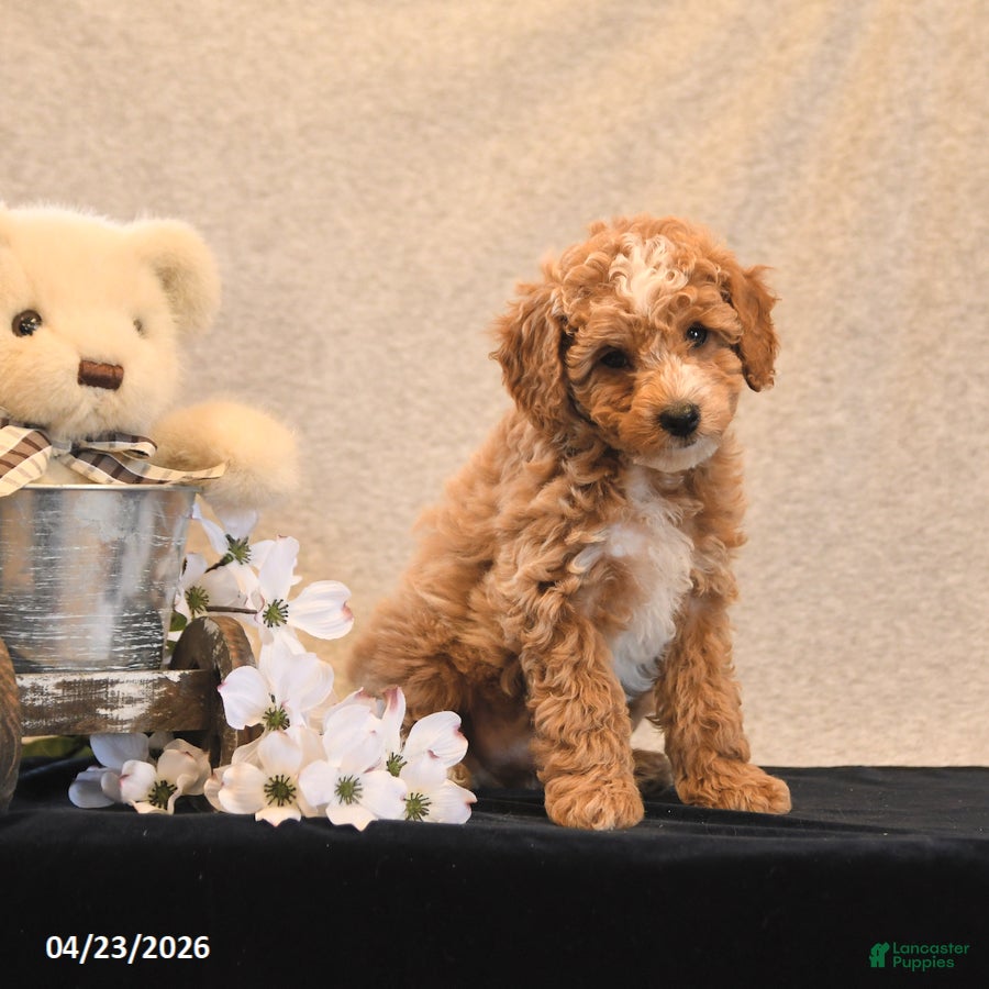 Miniature Poodle dogs Pixel - Ad 1
