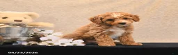 Miniature Poodle dogs for sale: Pixel - Ad 1