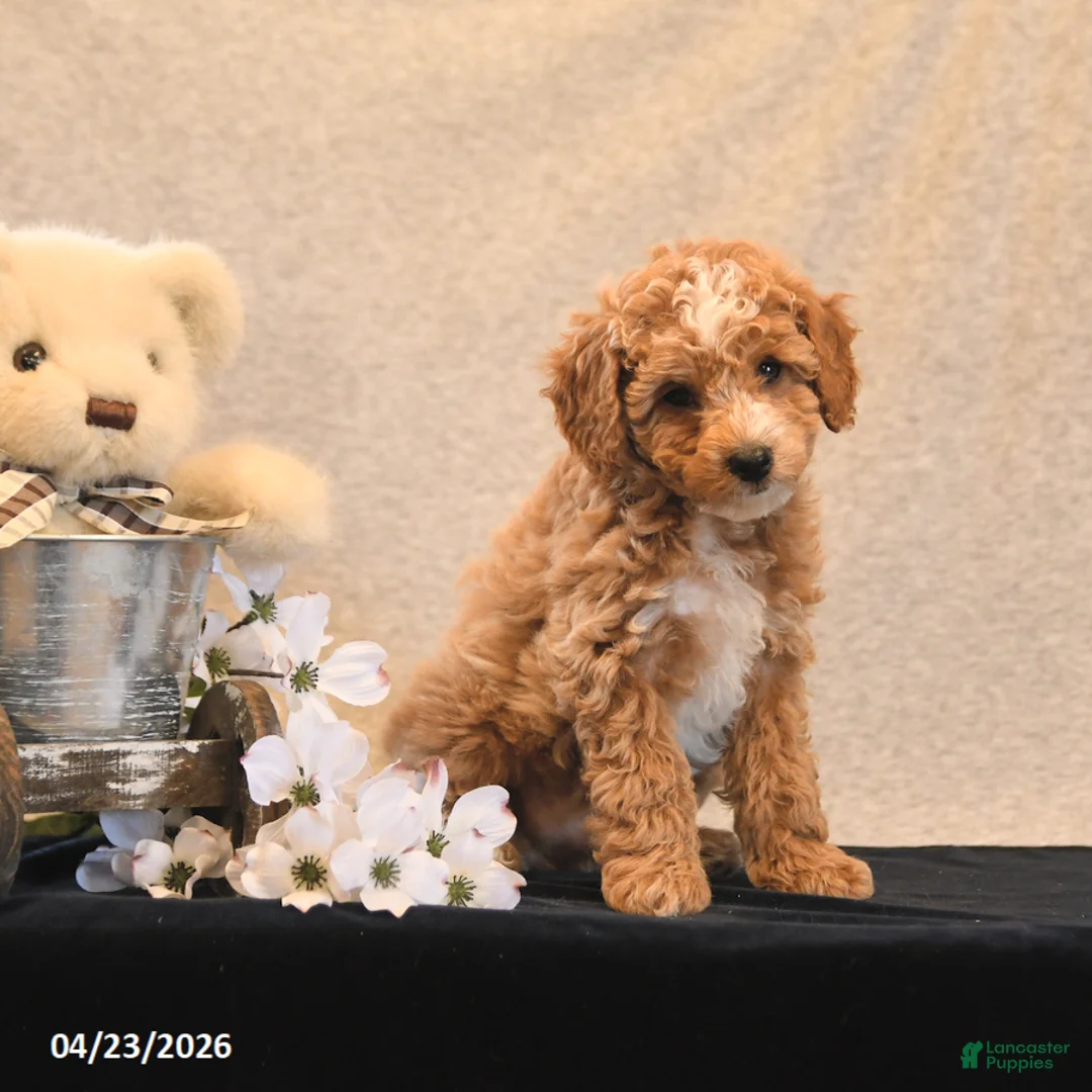 Miniature Poodle dogs for sale: Pixel - Ad 1