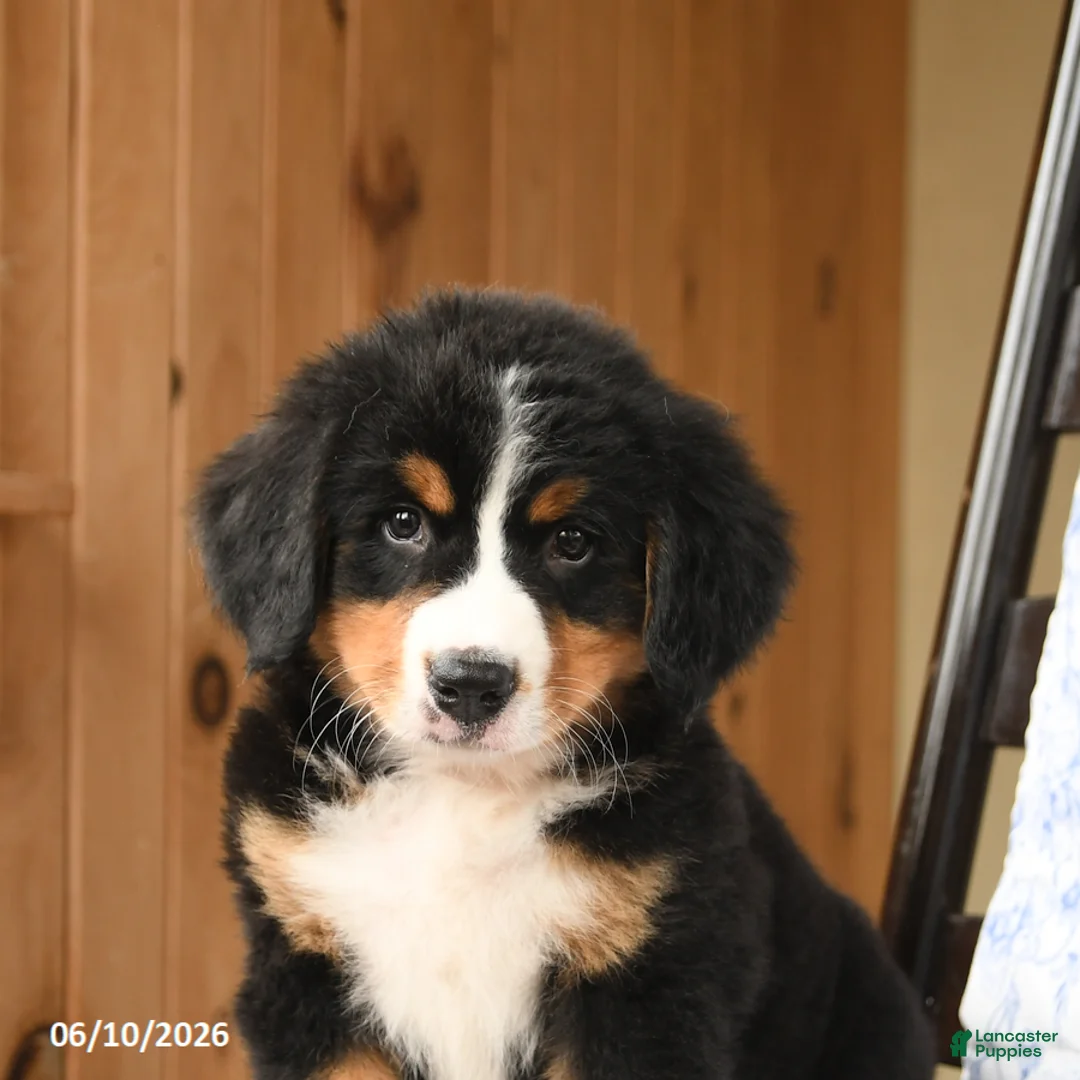 Bernese Mountain Dog dogs for sale: Ginger - Ad 5