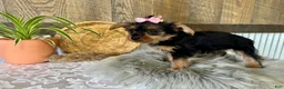 Yorkshire Terrier dogs for sale: Sharla - Ad 7