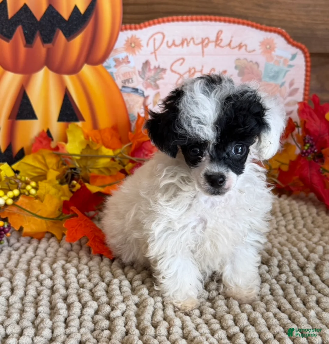 Toy Poodle dogs for sale: Princess - Ad 3