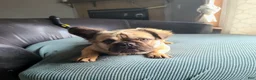 French Bulldog dogs for sale: Coco fawn fluffy male - Ad 4
