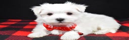 Maltese dogs for sale: Miles - Ad 1
