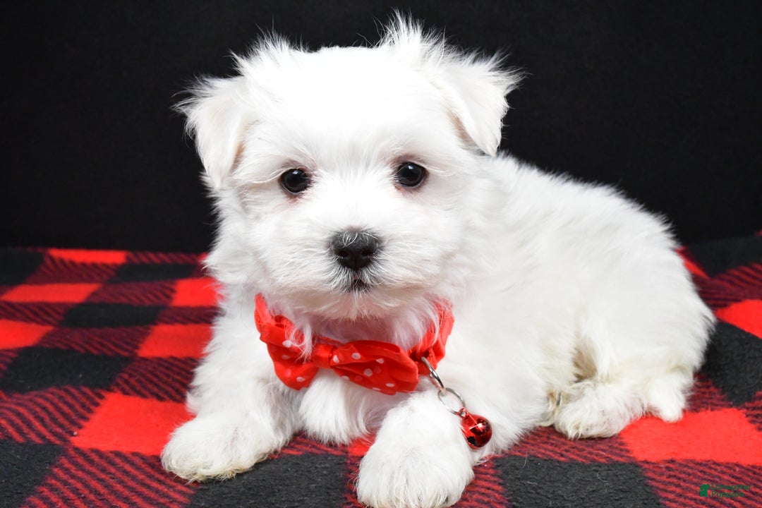Maltese dogs for sale: Miles - Ad 1