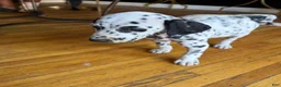 Dalmatian dogs for sale: Blanco - Ad 2