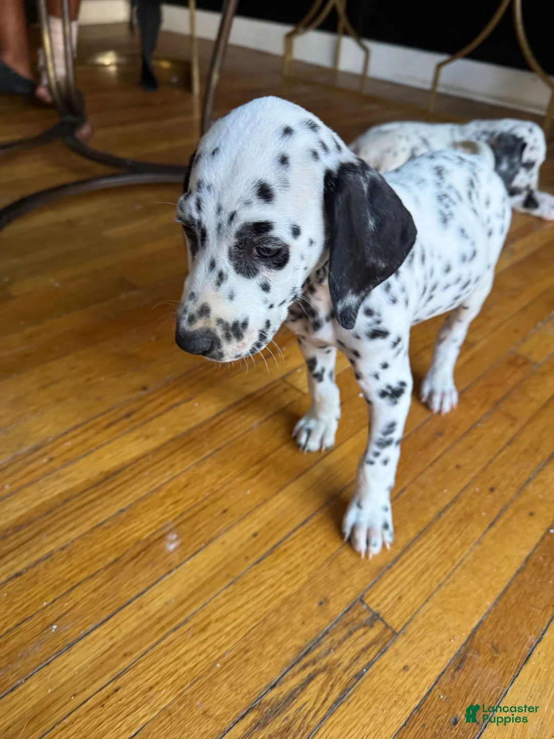 Dalmatian dogs for sale: Blanco - Ad 2