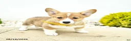 Welsh Corgi Pembroke dogs for sale: Bonnie  - Ad 5