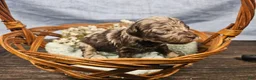 Mini Goldendoodle dogs for sale: Nutmeg - Ad 10