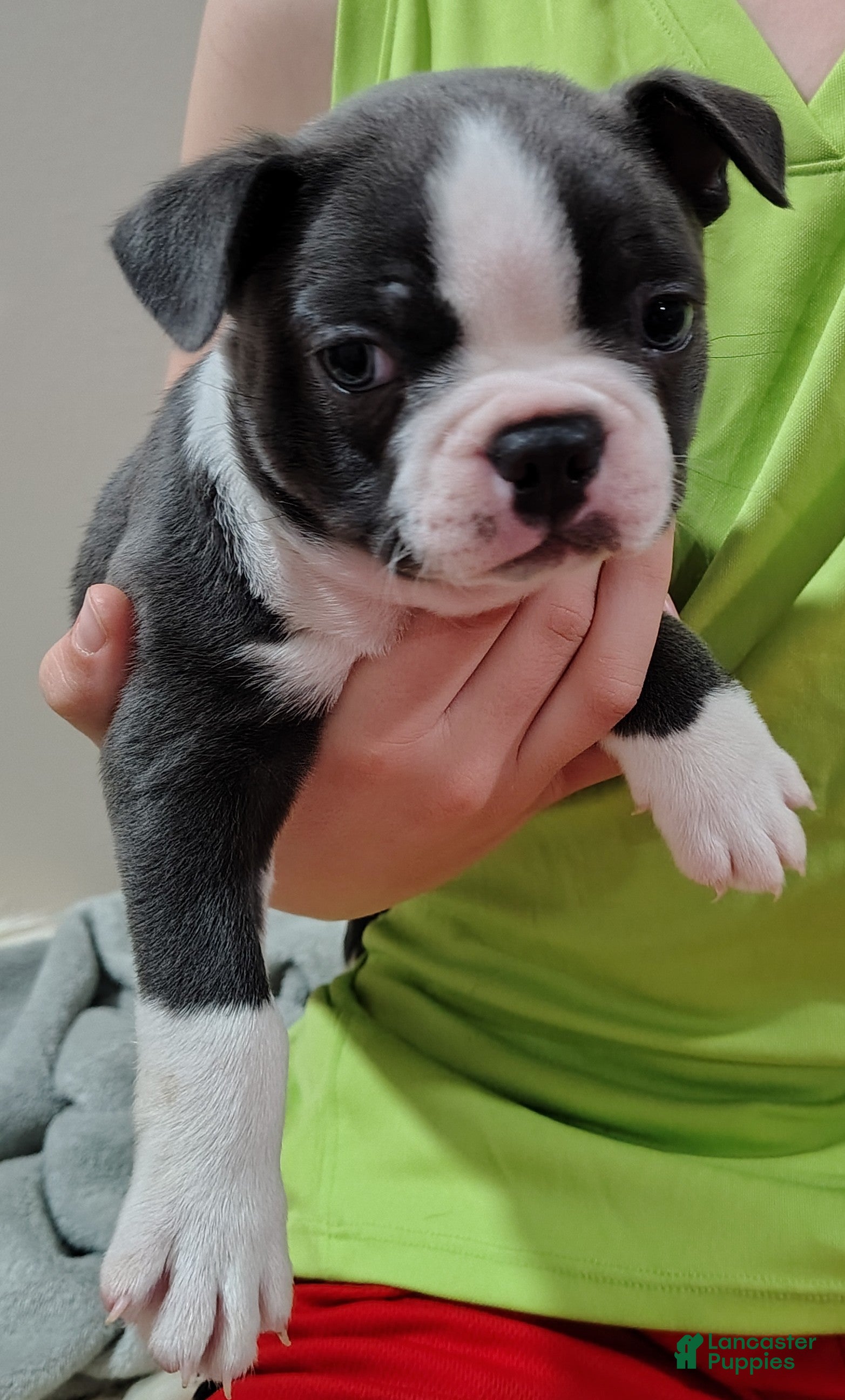 Boston Terrier dogs Boston Terrier Puppy 1 - Ad 32