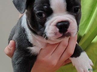 Boston Terrier dogs Boston Terrier Puppy 1 - Ad 13