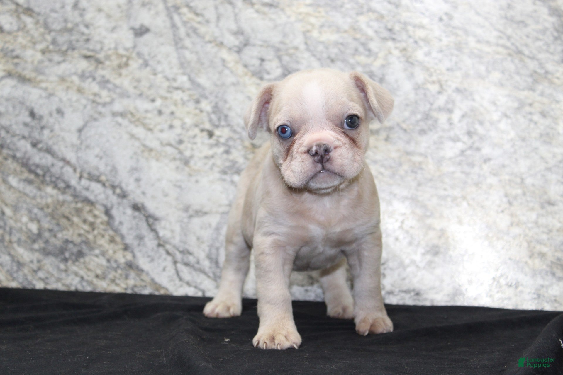 French Bulldog dogs Ike - Ad 2