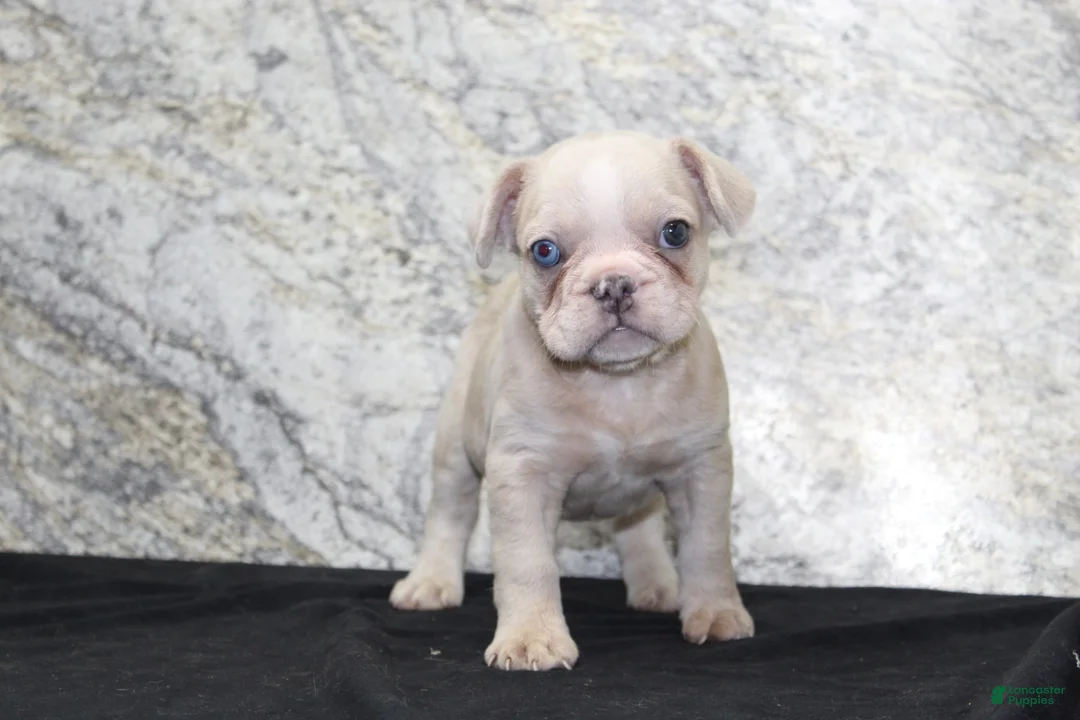 French Bulldog dogs for sale: Ike - Ad 2