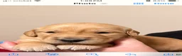 Golden Retriever dogs for sale: Golden Retriever 3 - Ad 2