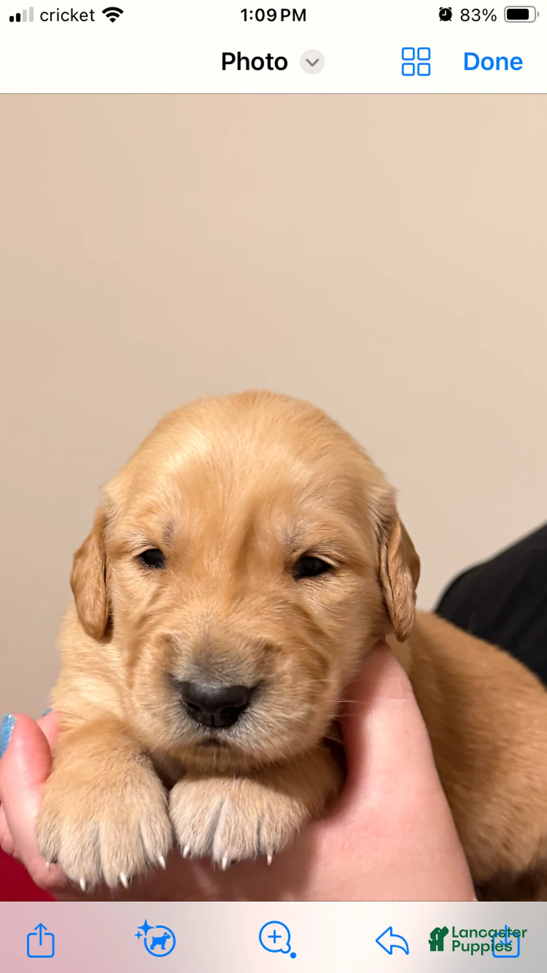 Golden Retriever dogs for sale: Golden Retriever 3 - Ad 2