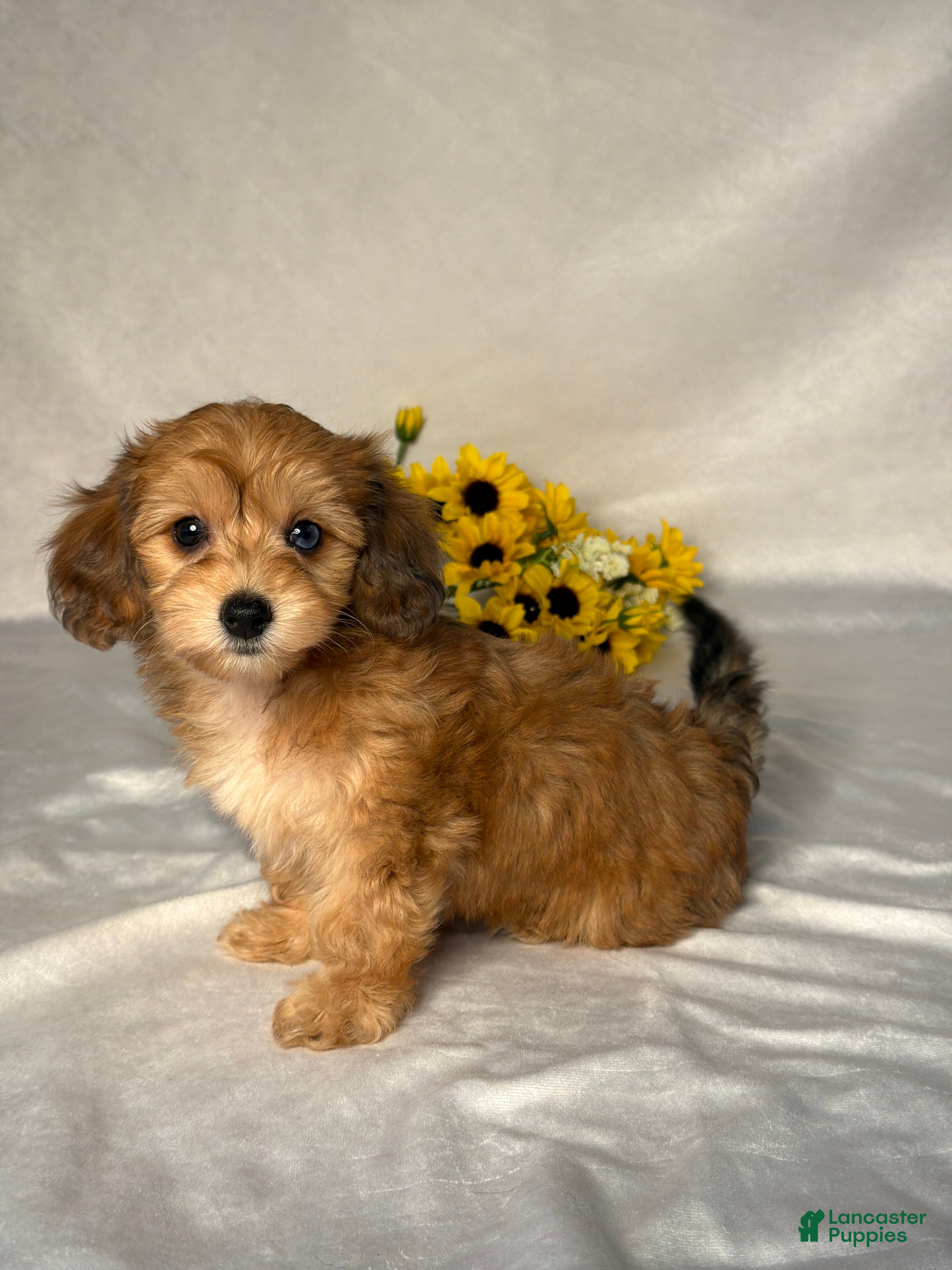 Mixed Breed dogs James - Ad 2