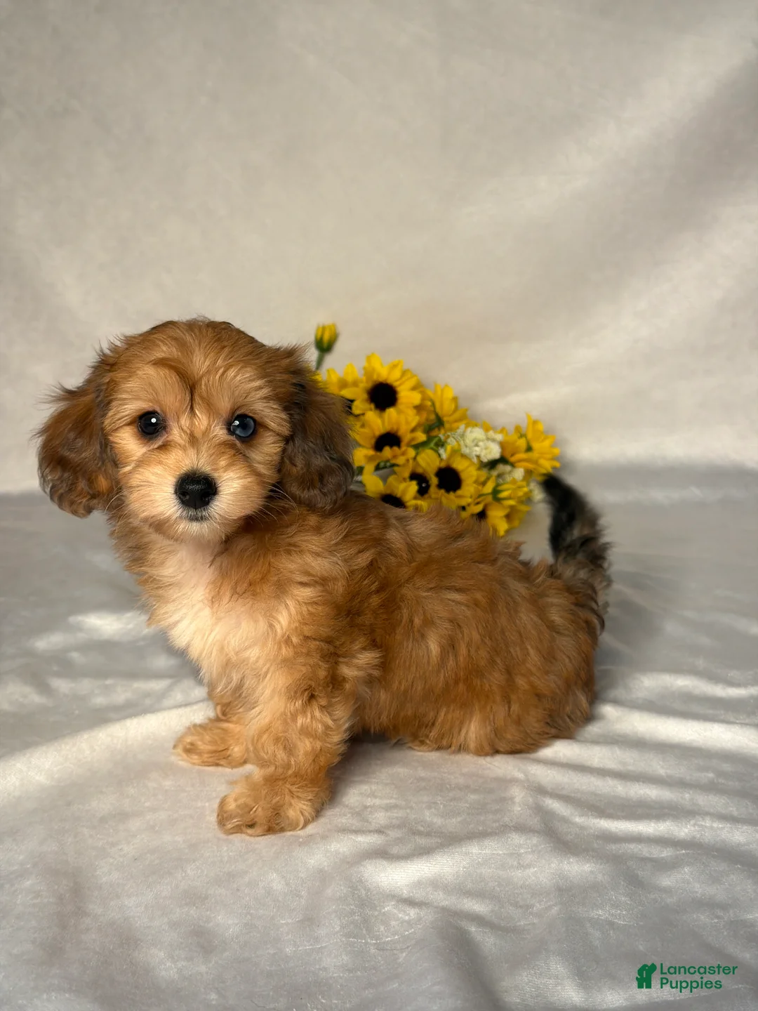 Mixed Breed dogs for sale: James - Ad 2