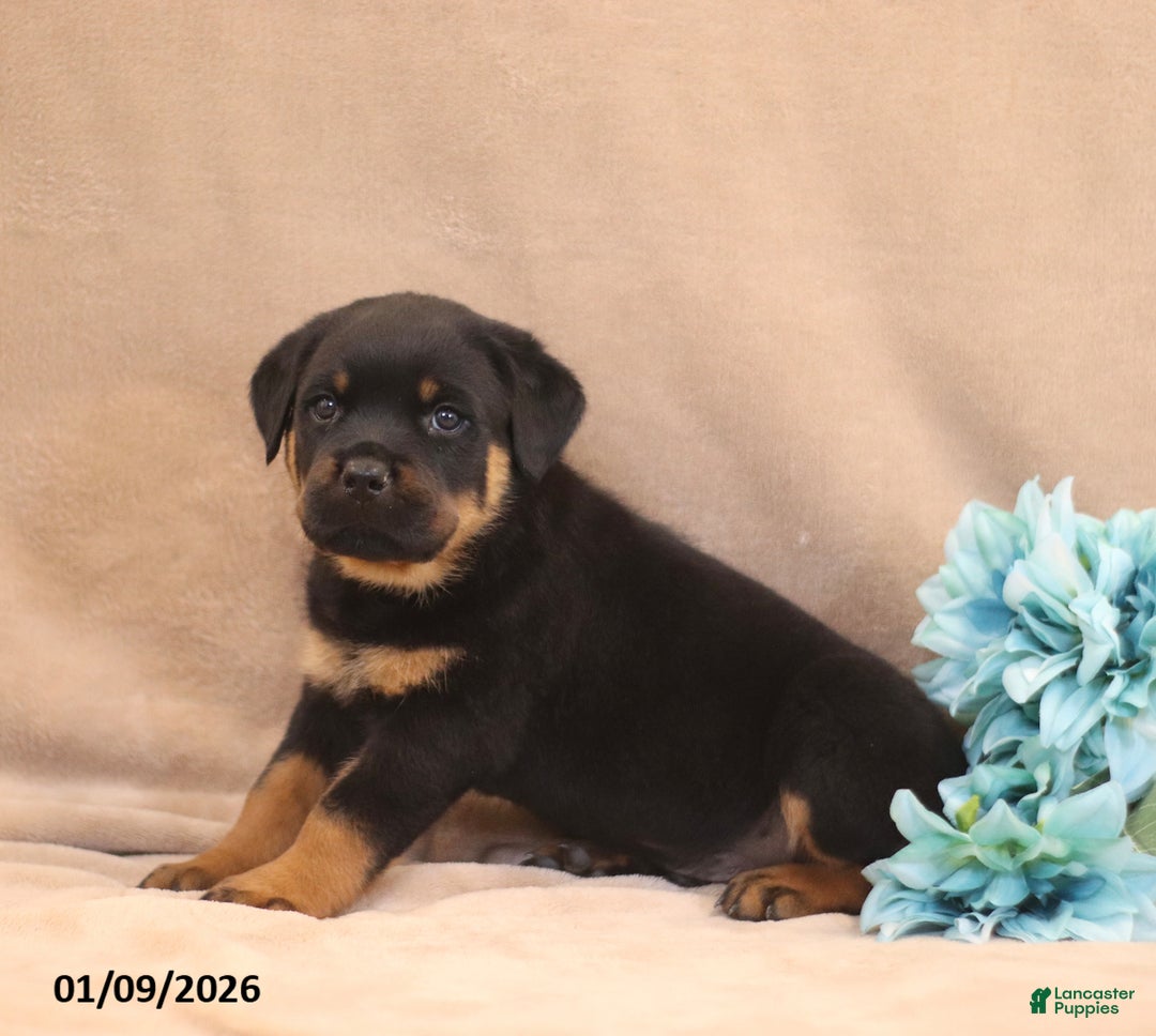 Rottweiler dogs for sale: Talon - Ad 4