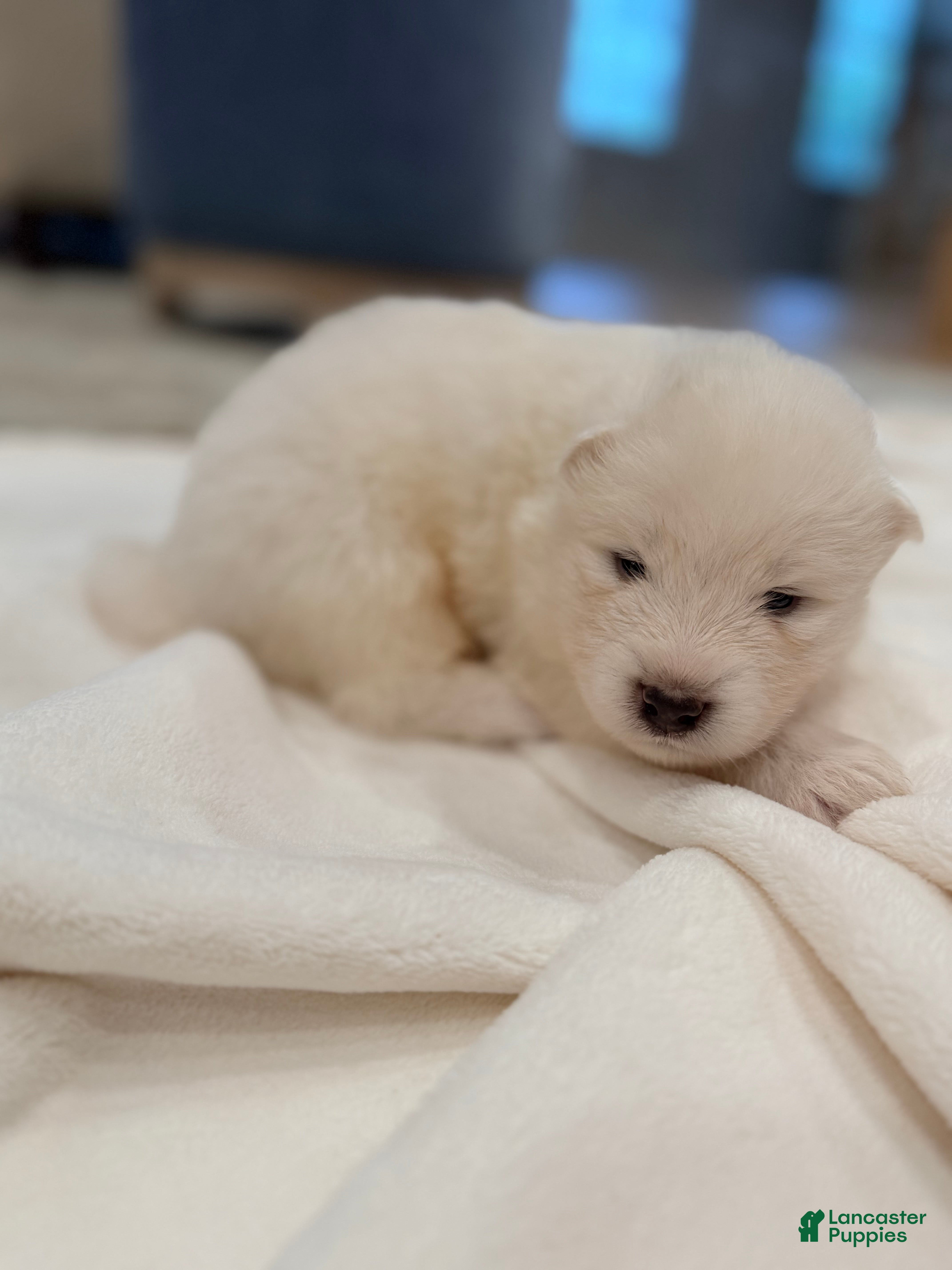 Samoyed dogs Chase - Ad 1