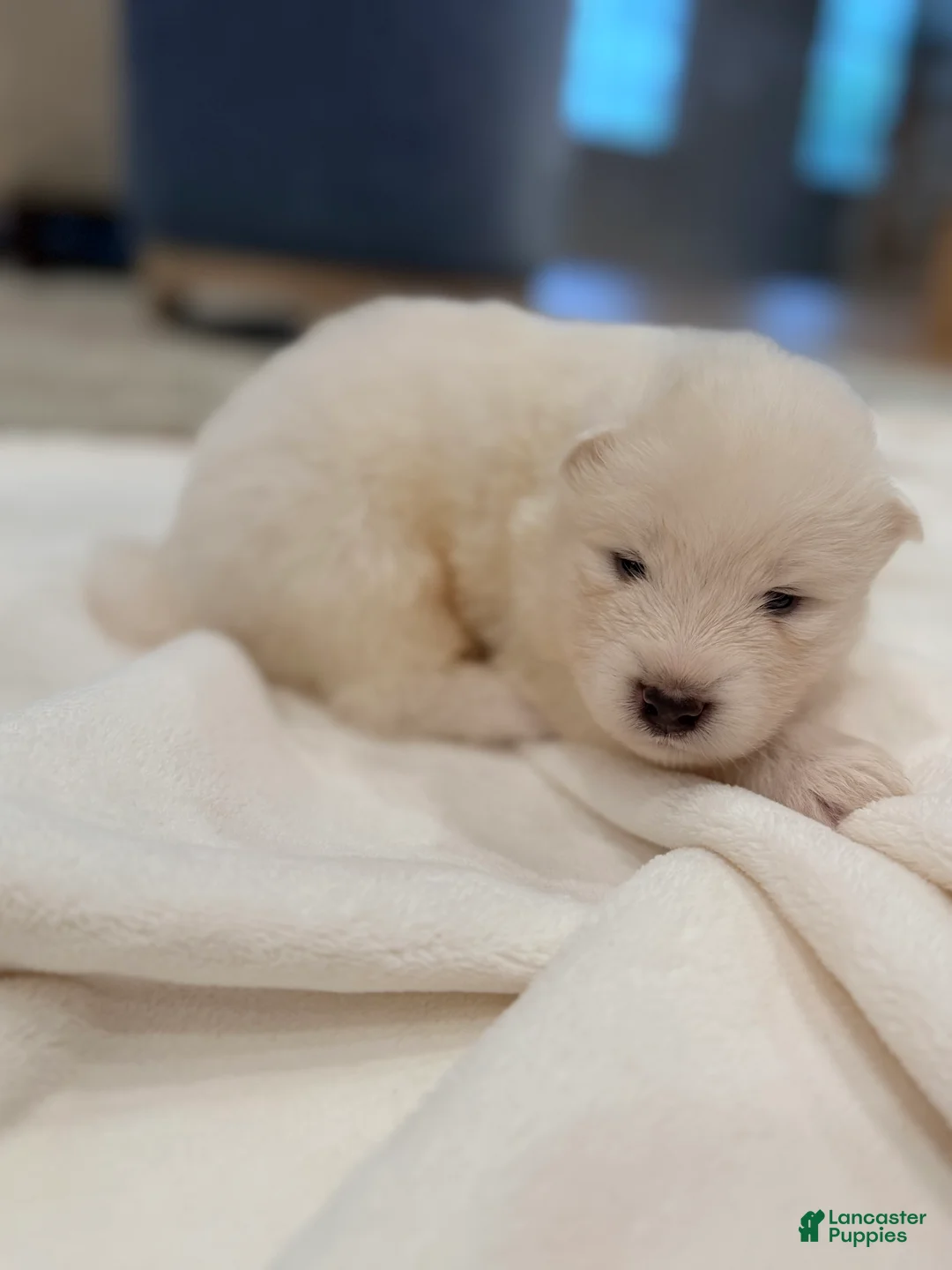 Samoyed dogs for sale: Chase - Ad 1