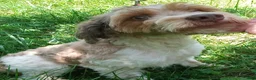 Cockapoo dogs for sale: Rusty Rooster - Ad 3