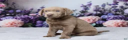 Labrador Retriever dogs for sale: Jackson - Ad 5