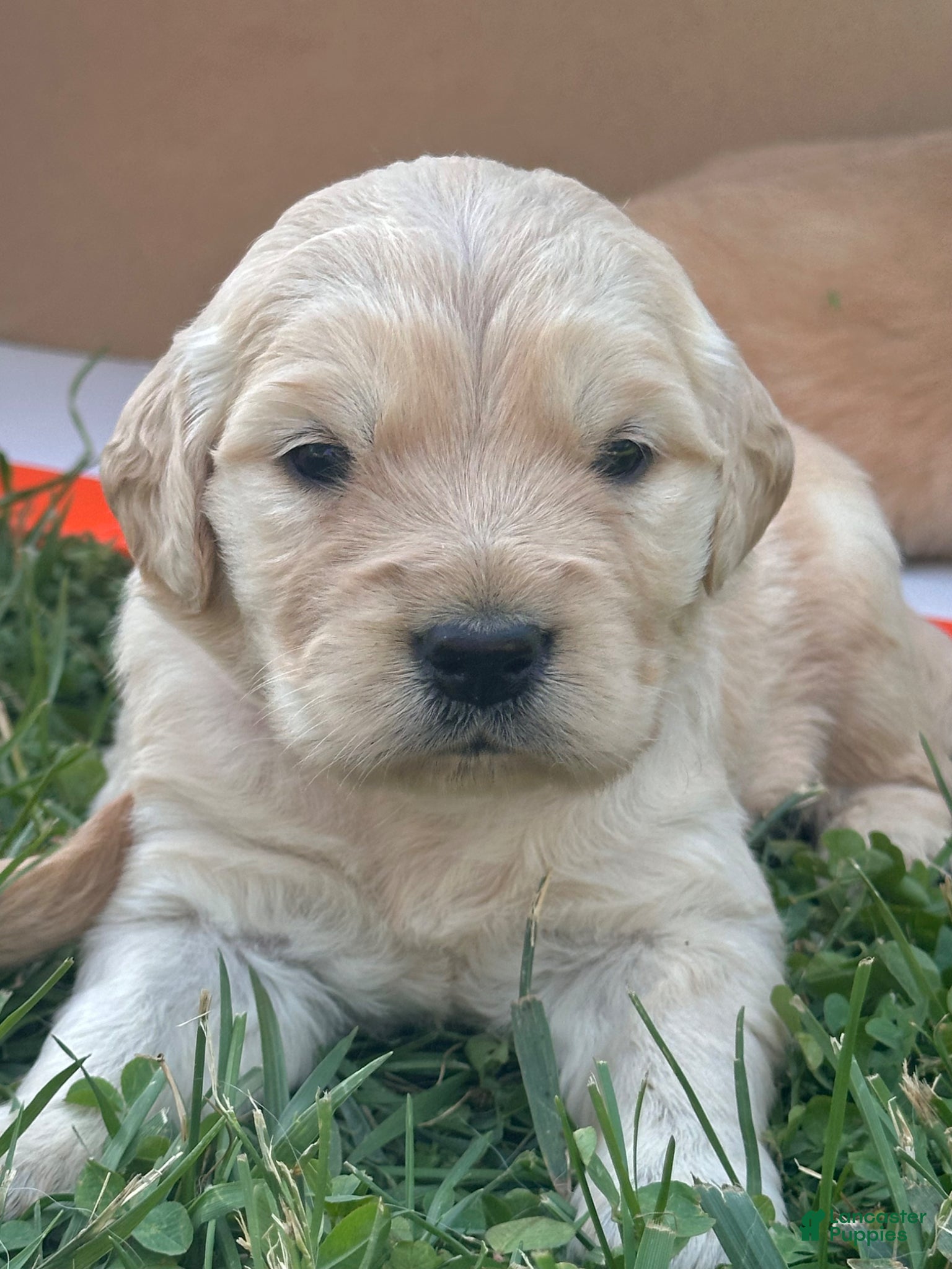 Golden Retriever dogs Penne - Ad 1