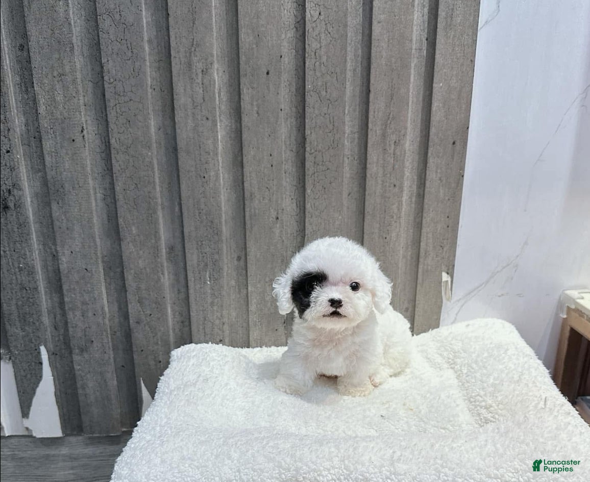 Maltipoo dogs Lola - Ad 1