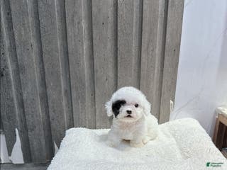 Maltipoo dogs Lola - Ad 1
