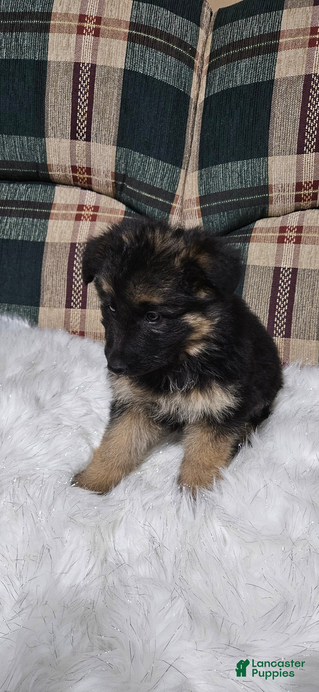 German Shepherd dogs for sale: Chloe - Ad 8